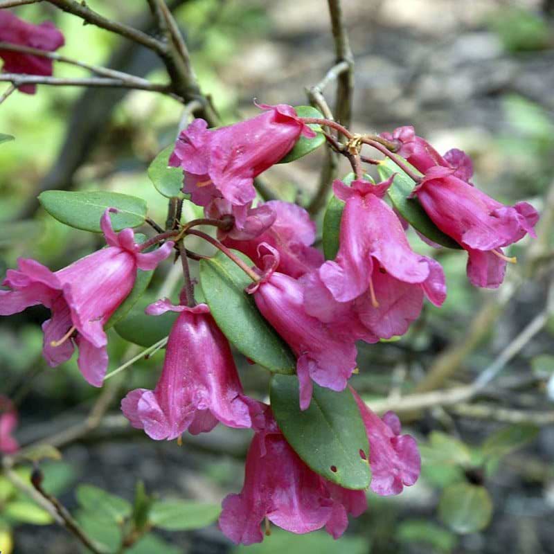klokkeblomster 