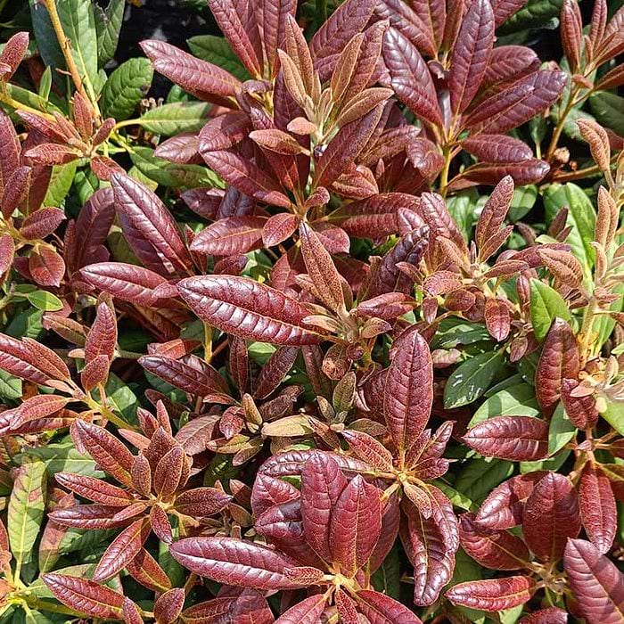Rhododendron (Rhododendron 'Elizabeth Red Foliage') 25-30 cm