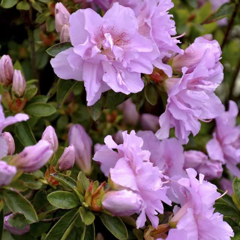lilla blomster