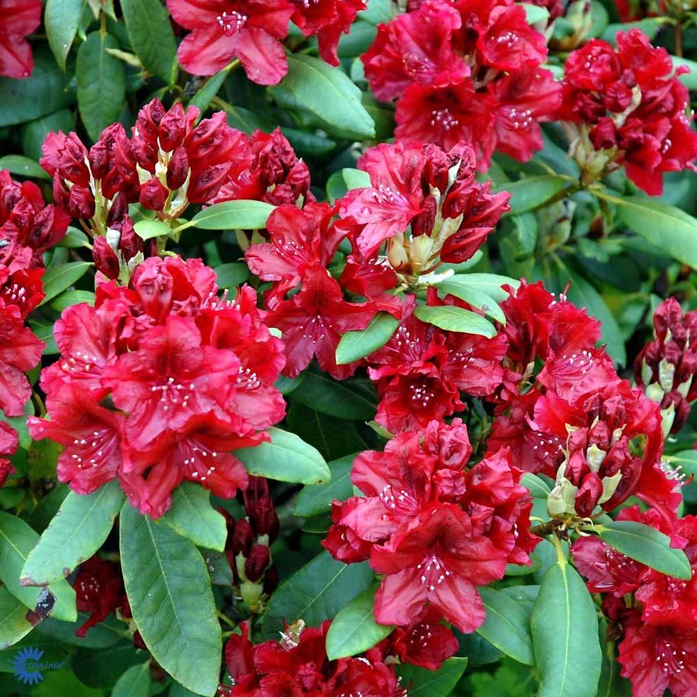 rød rhododendron