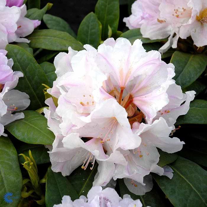 rhododendron buketta Boursault Rhododendron – Plant Detectives main image 0