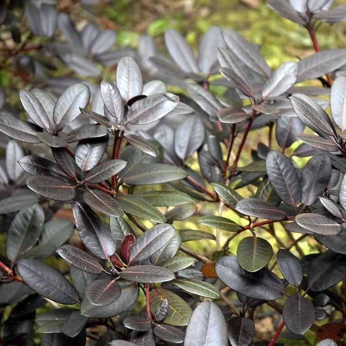 Rhododendron (Rhododendron 'Ever Red') 25-30 cm