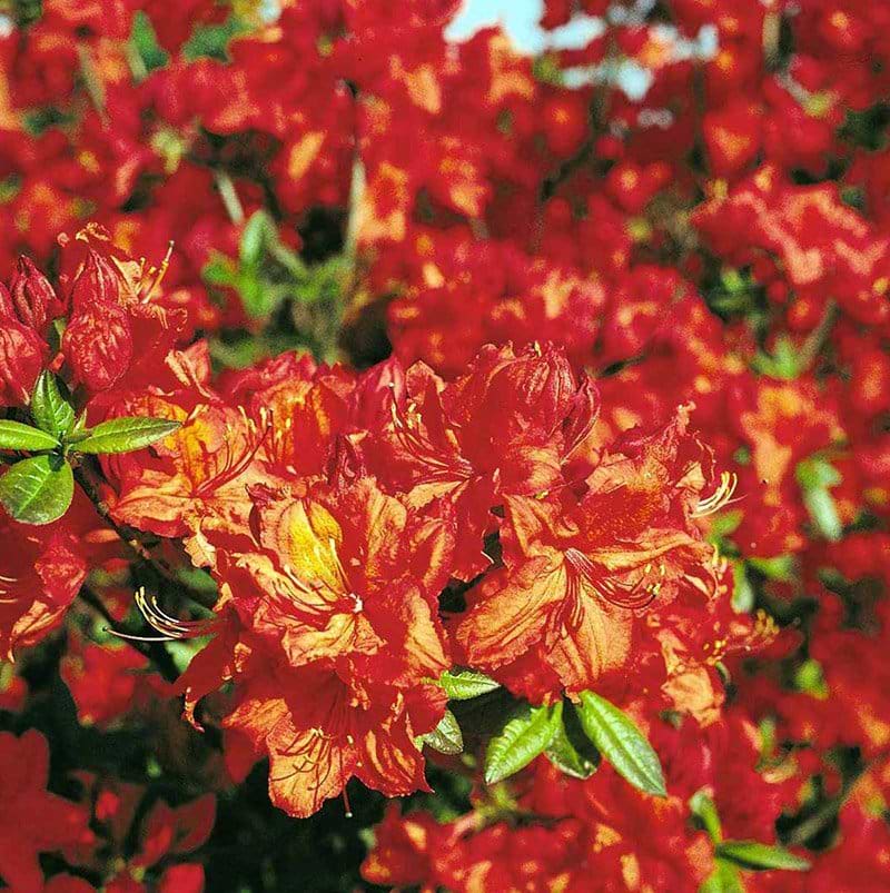 Rhododendron Feuerwerk