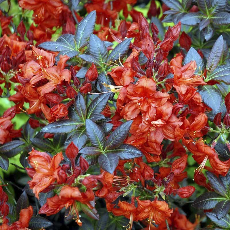 Lvfldende Azalea (Rhododendron Luteum 'Fireball') 30-50 cm