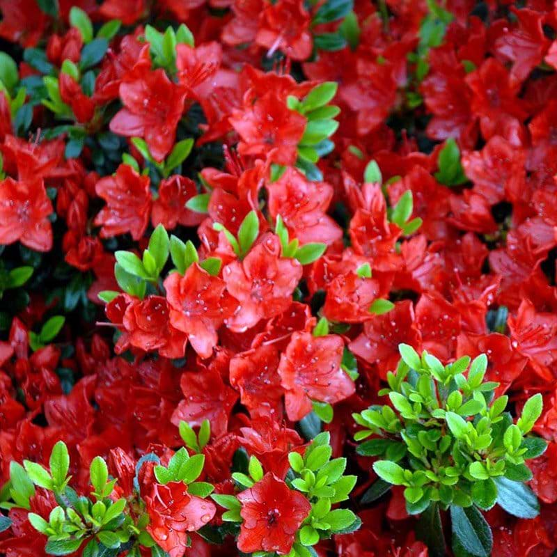 Rhododendron fridoline blomst
