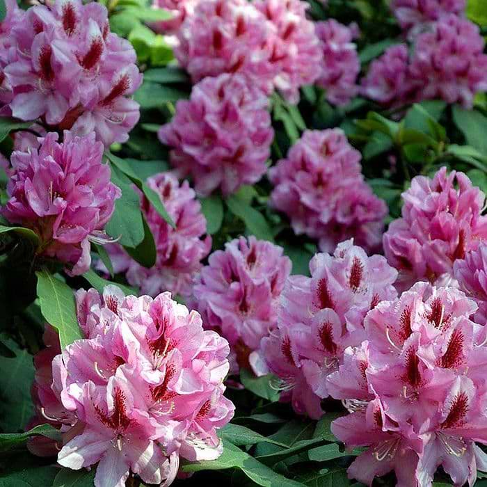 Rhododendron (Rhododendron 'Furnivalls Daughter') 30-40 cm