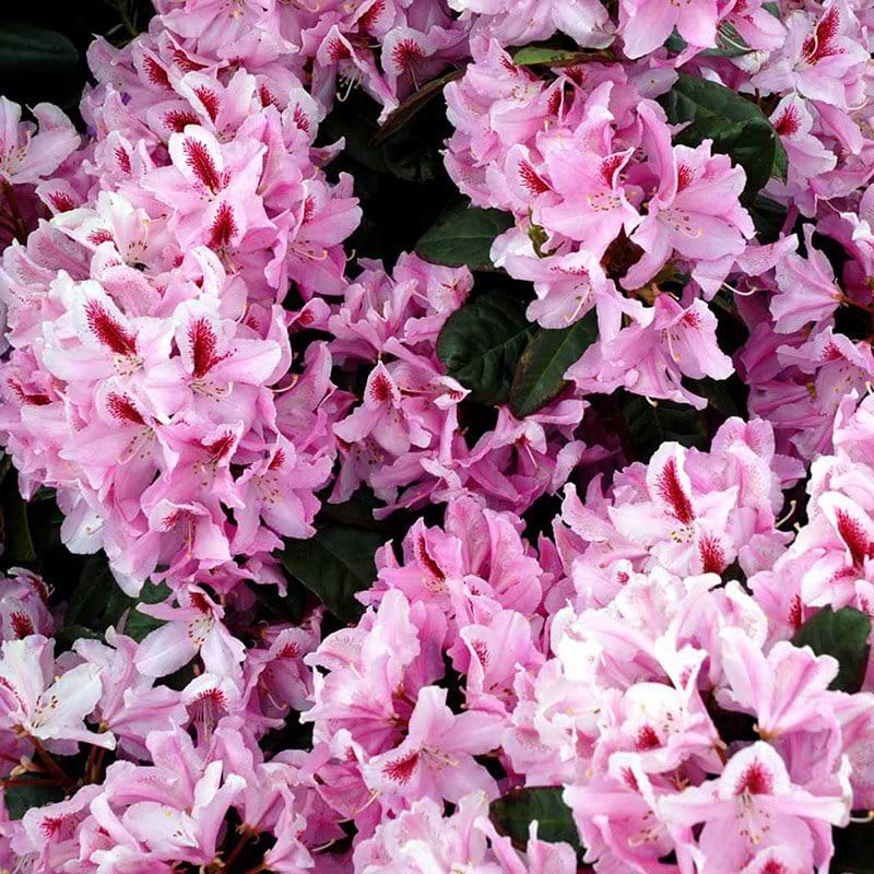 Rhododendron Furnivals Daughter
