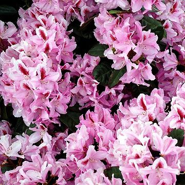 Rhododendron (Rhododendron 'September Charm') 30-40 cm