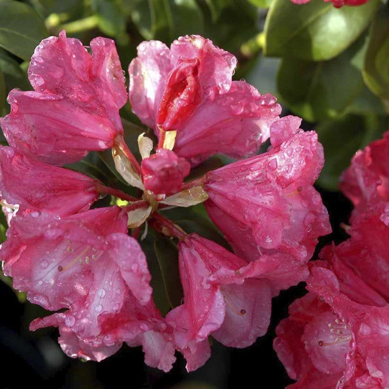 Rhododendron (Rhododendron williamsianum  'Gardendirektor Glocker') - Flere Varianter