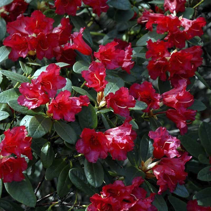karminrøde klokkeblomster