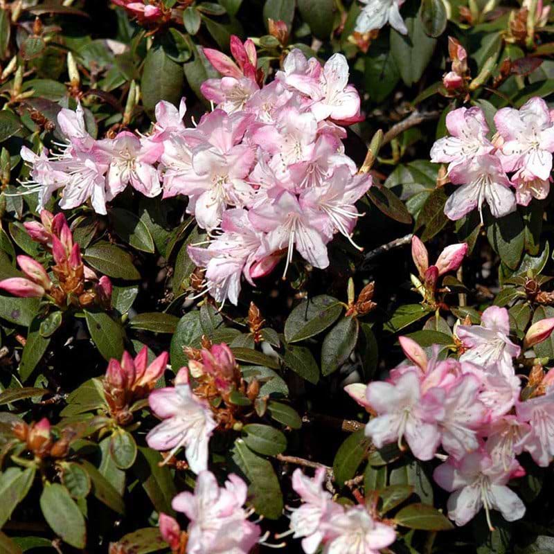 Rhododendron Ginny Gee