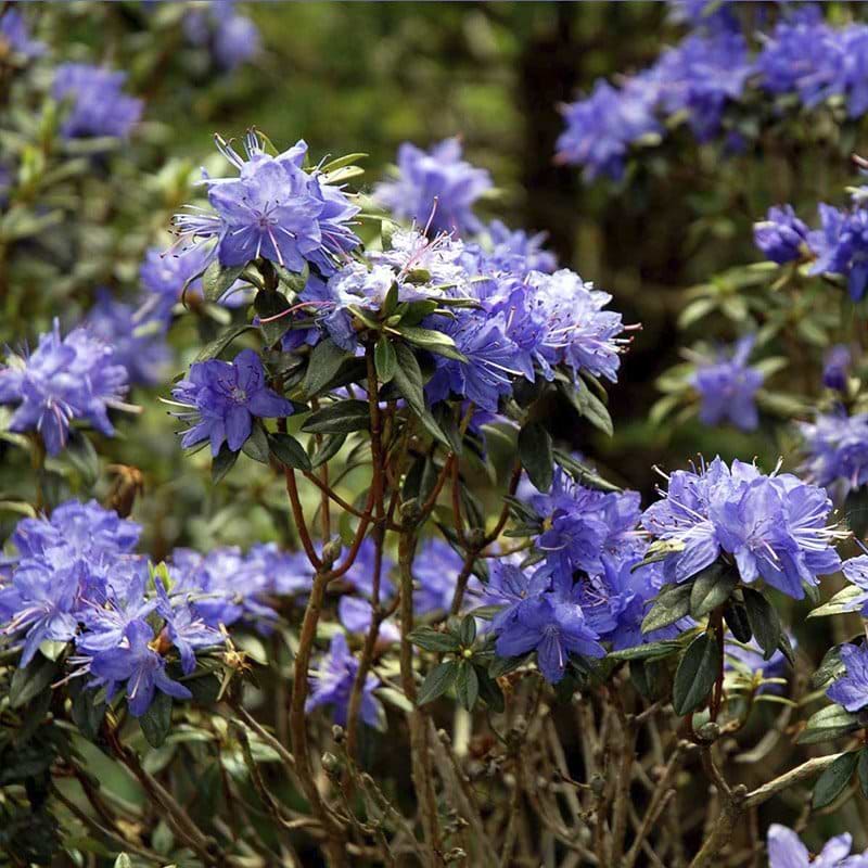 lilla rhododendron