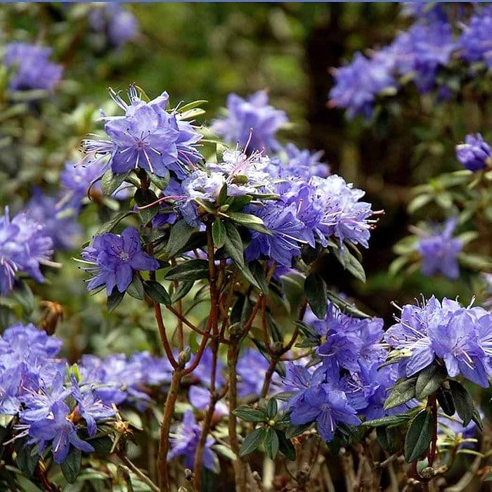 Rhododendron 'Gletschernacht' 30-40 cm
