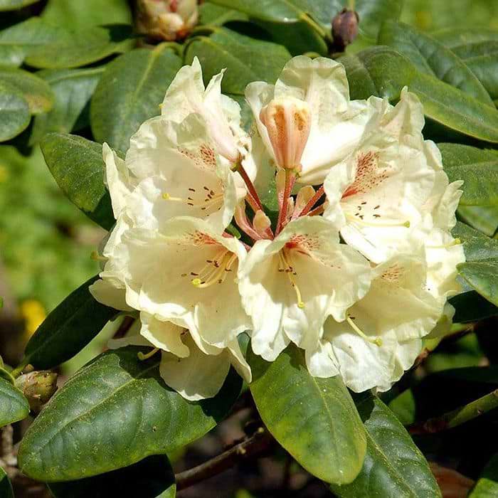 rhododendron zembla Nova Zembla Red Rhododendron