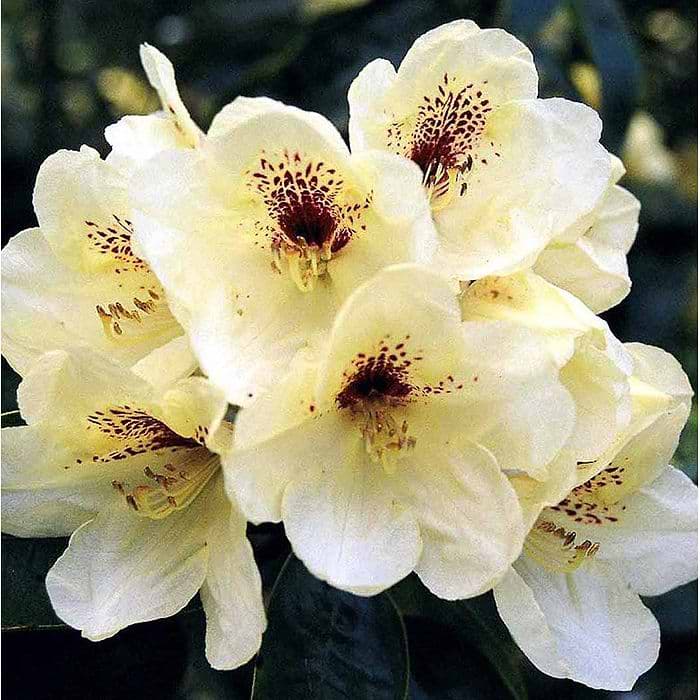 Rhododendron (Rhododendron 'Goldbukett') 30-40 cm