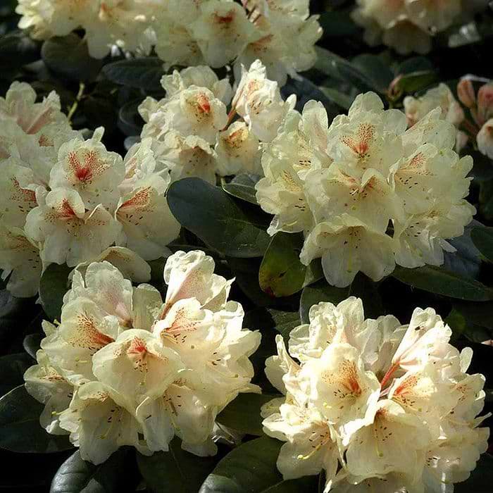 Rhododendron (Rhododendron 'Goldbukett') 30-40 cm