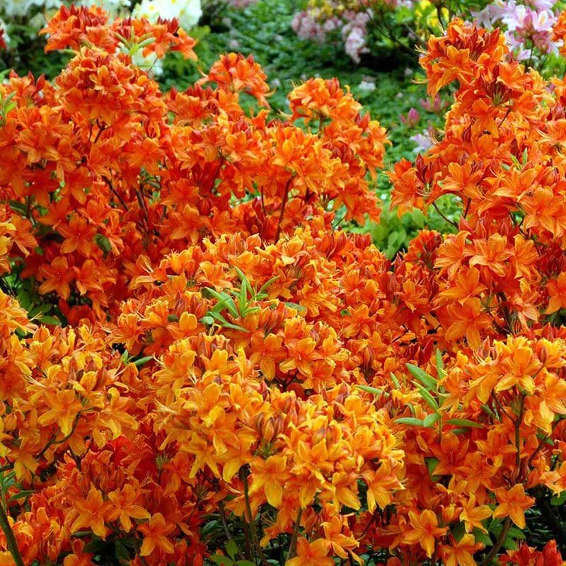 Lvfldende Azalea (Rhododendron 'Golden Eagle') | Flere varianter| Kb her