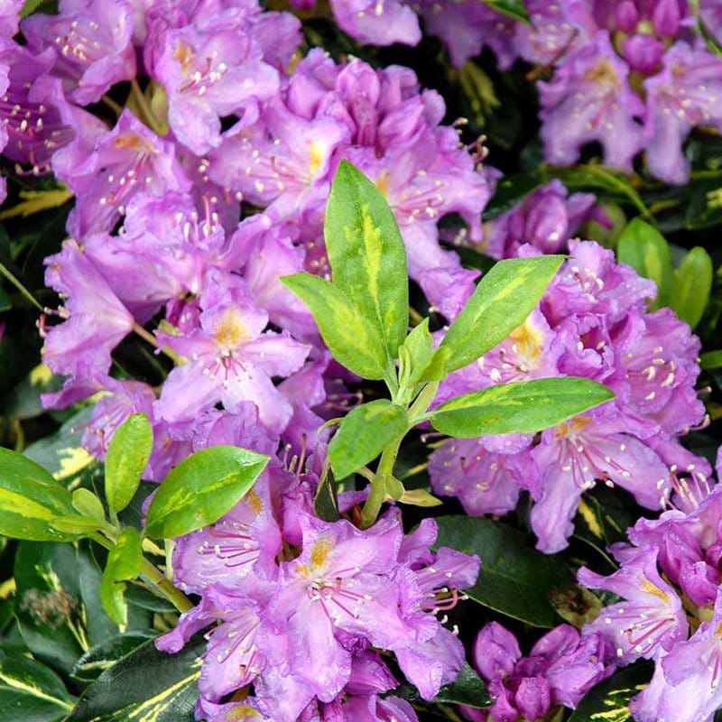 Rhododendron Goldflimmer blomst