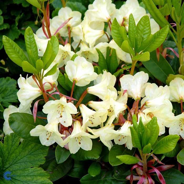 Rhododendron (Rhododendron 'Goldinetta') 25-40 cm