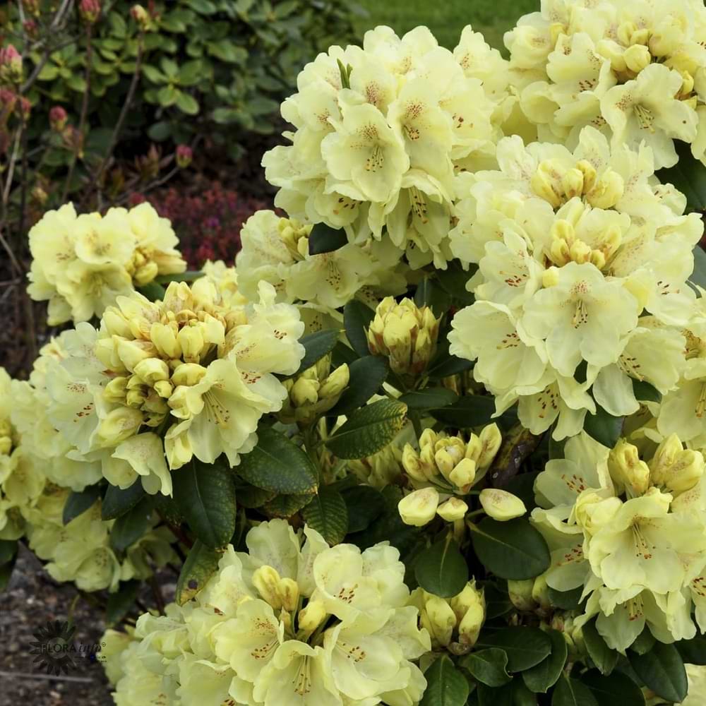 lysegul rhododendron
