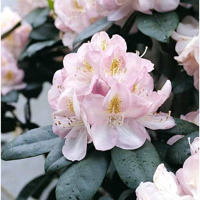 Rhododendron (Rhododendron 'Gomer Waterer') 30-40 cm