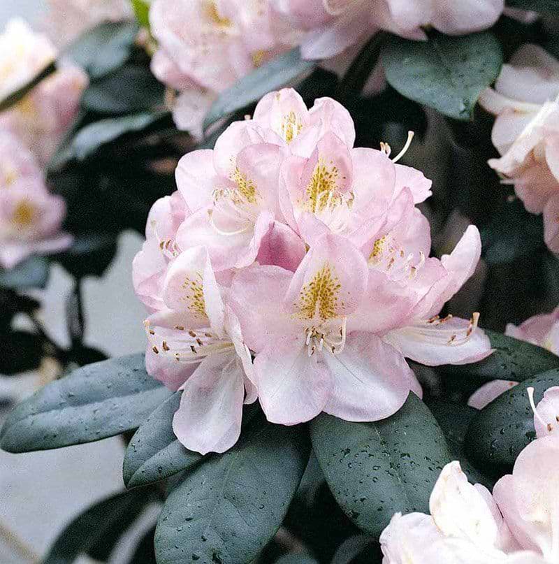 Rhododendron (Rhododendron 'Gomer Waterer') 30-40 cm