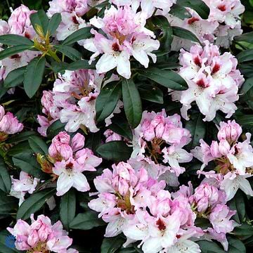 Rhododendron (Rhododendron 'Eskimo') 30-40 cm