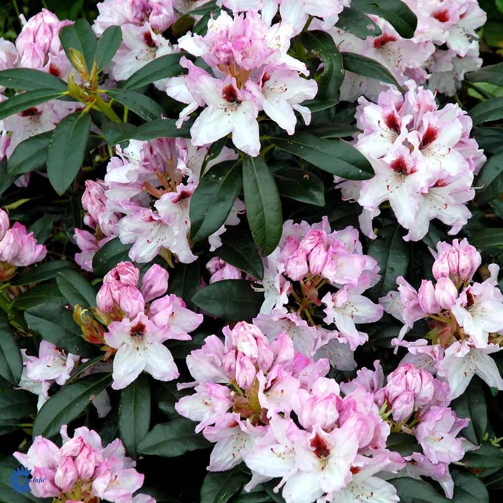 Rhododendron (Rhododendron 'Graffito') - Flere Varianter