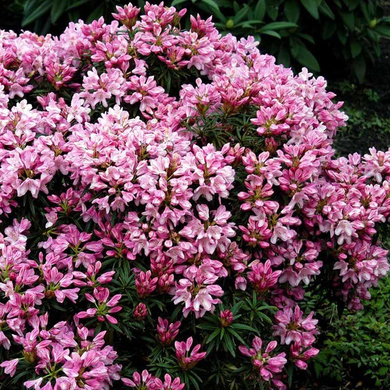 Rhododendron Graziella
