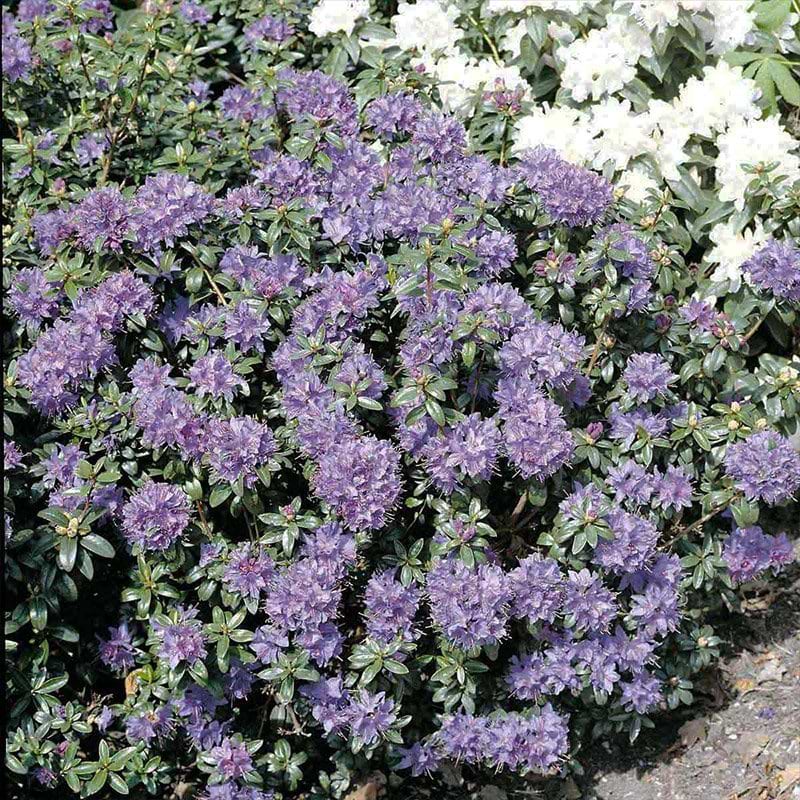 lilla blomster rhododendron