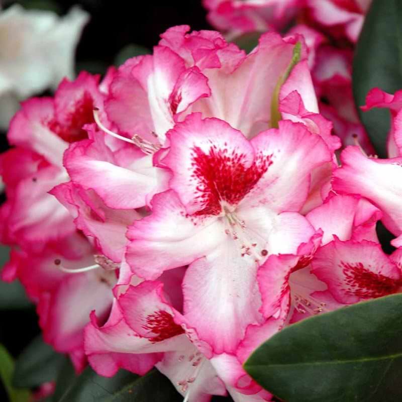 Rhododendron Hachmanns Charmant blomst