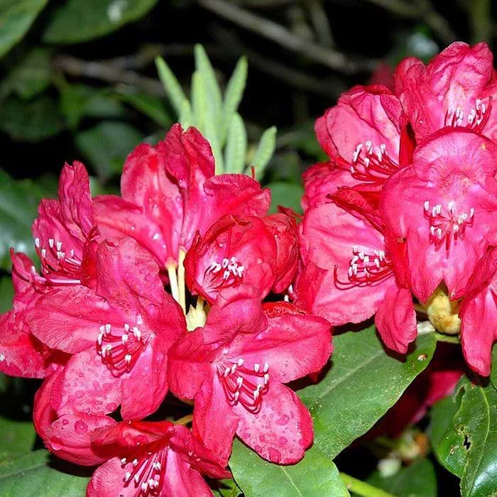 rhododendron images Bessie Howells Rhododendron