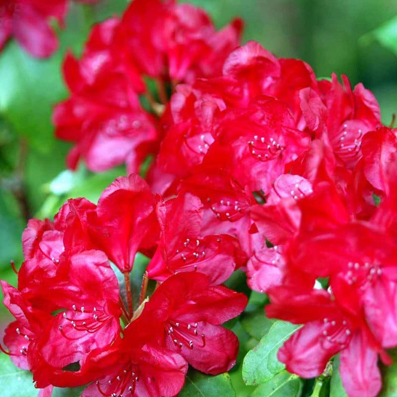 Rhododendron Hachmanns Feuerschein blomst