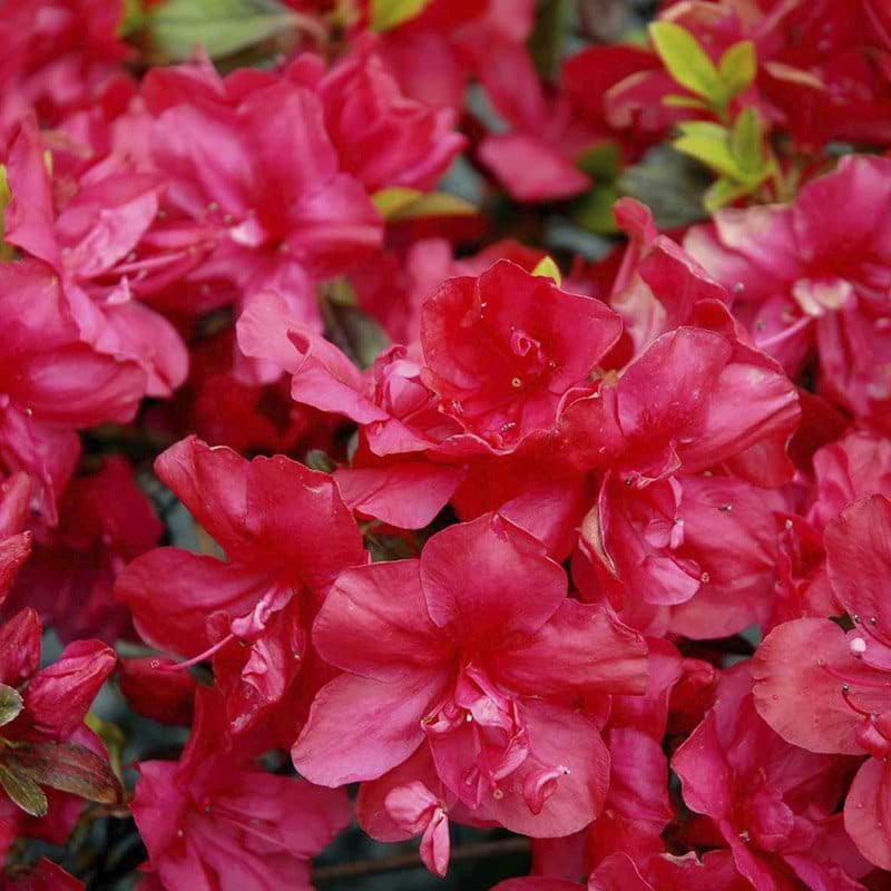 røde blomster