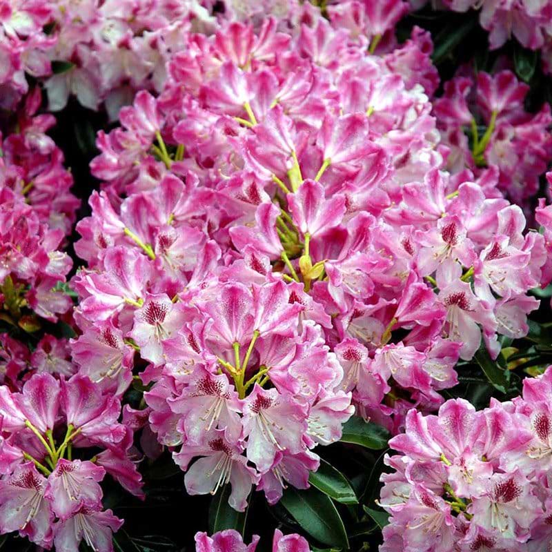 Rhododendron Helen Martin blomst
