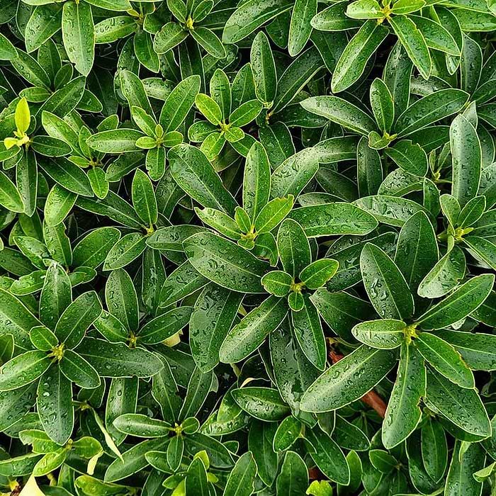 snake plant german Zeylanica Snake Plant main image 1