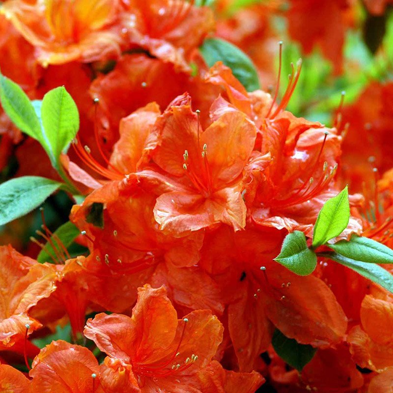 Rhododendron hotspur red