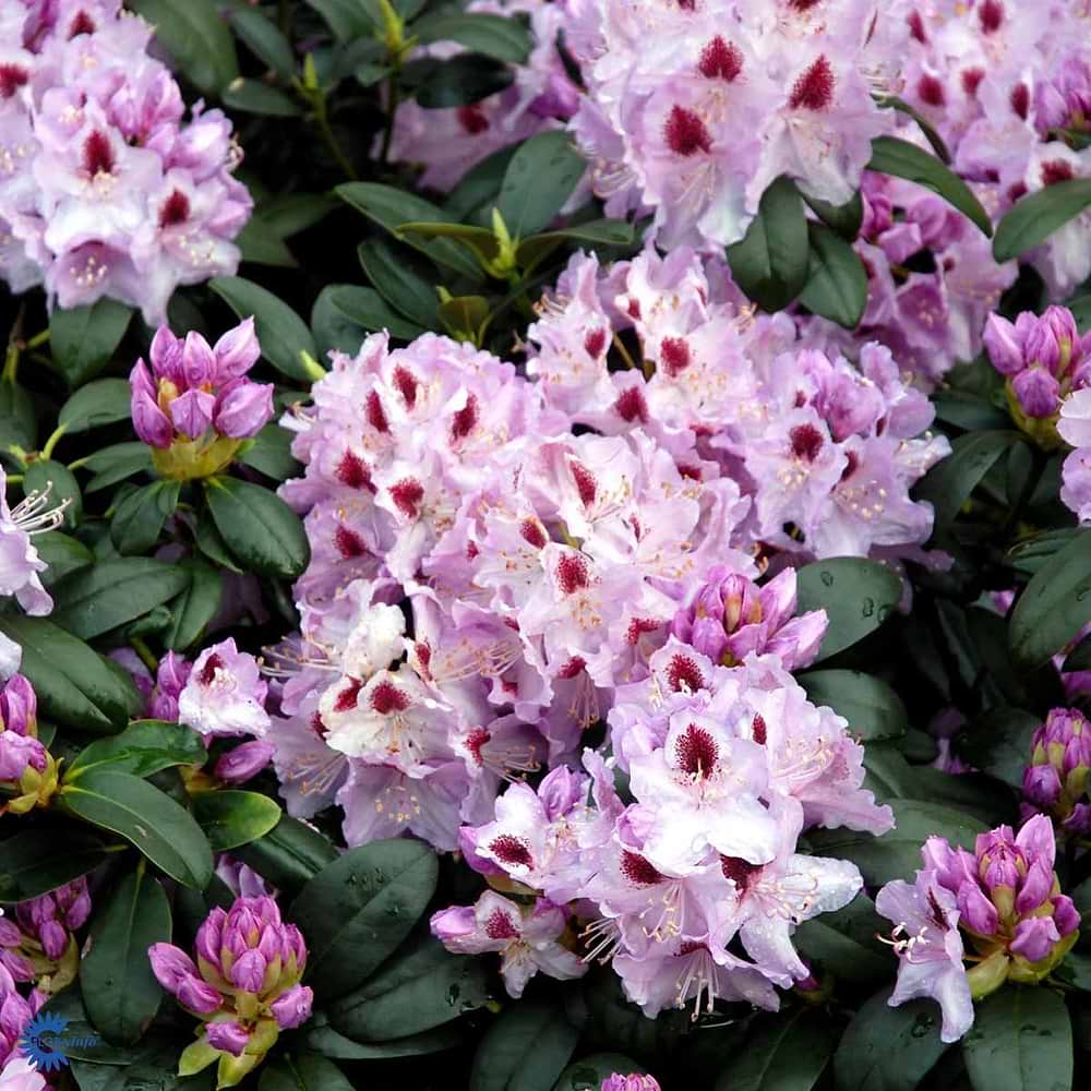 Rhododendron