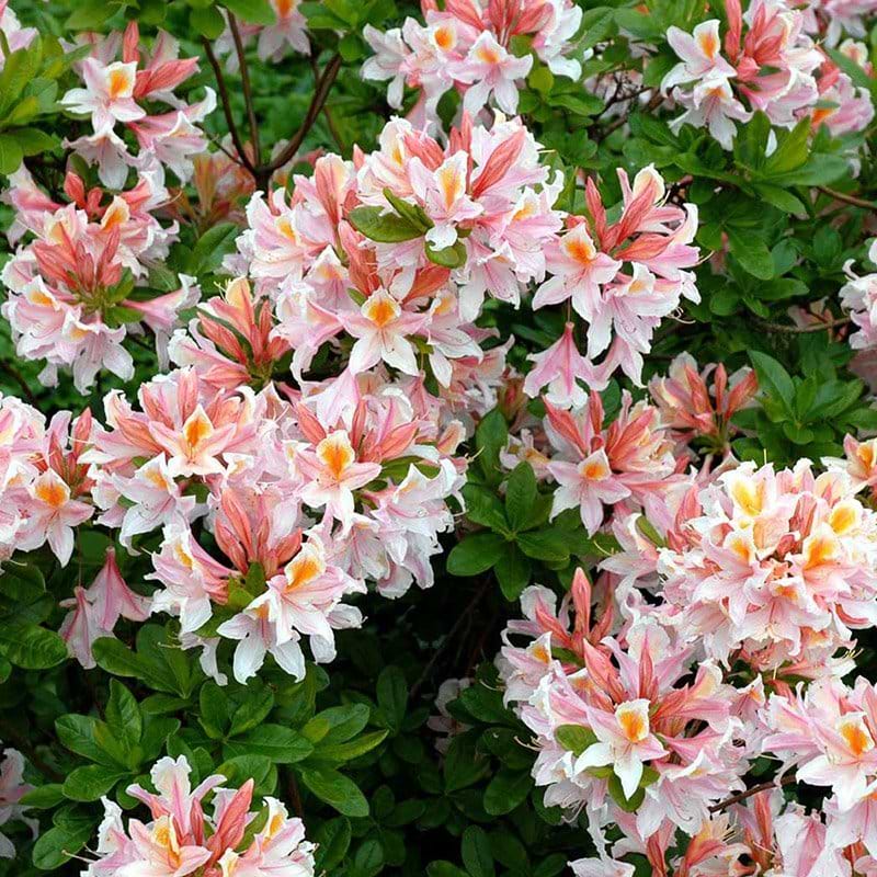 Løvfældende Azalea Rhododendron Irene Koster