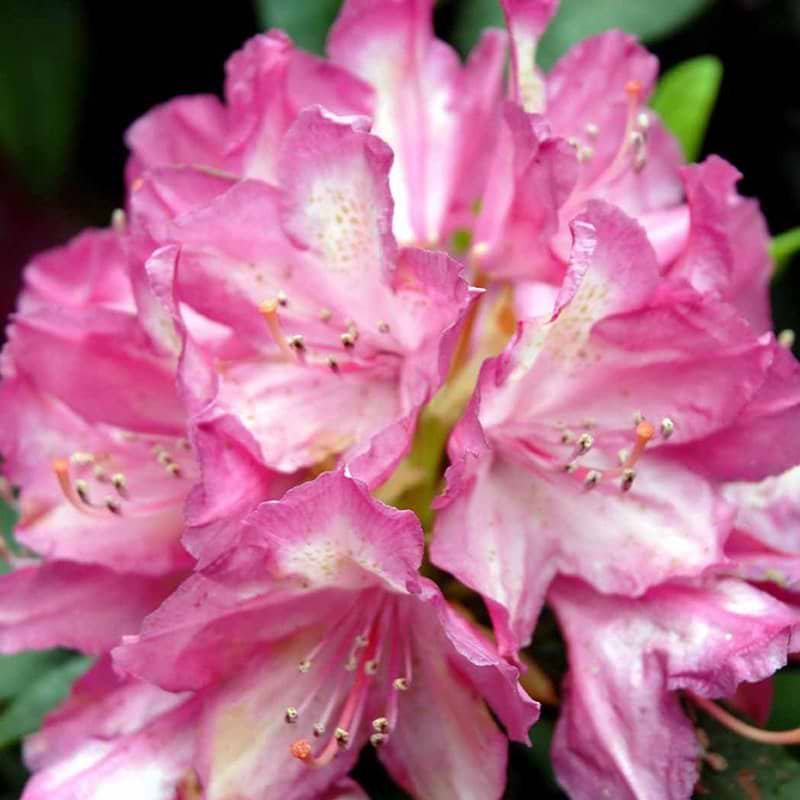 Rhododendron Juni Perle