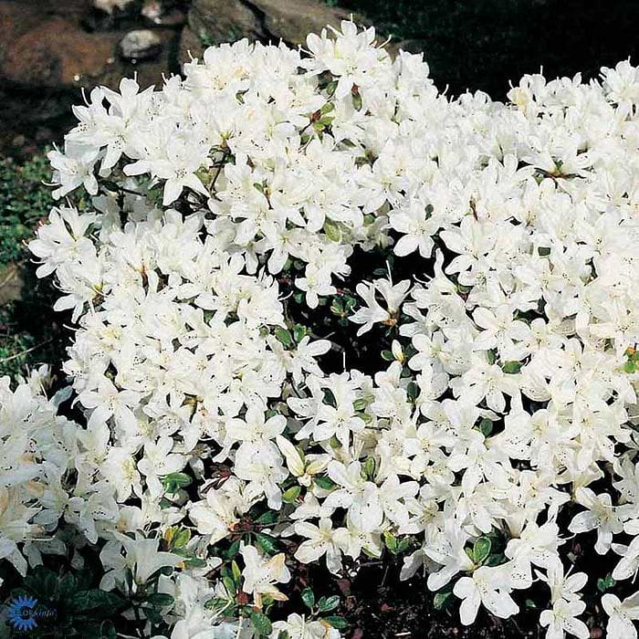 Rhododendron (Rhododendron 'Kermesina Alba') 15-20 cm