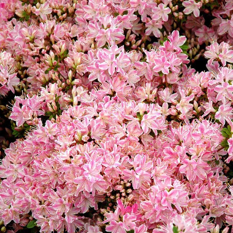 Rhododendron Kermesina Rose busk