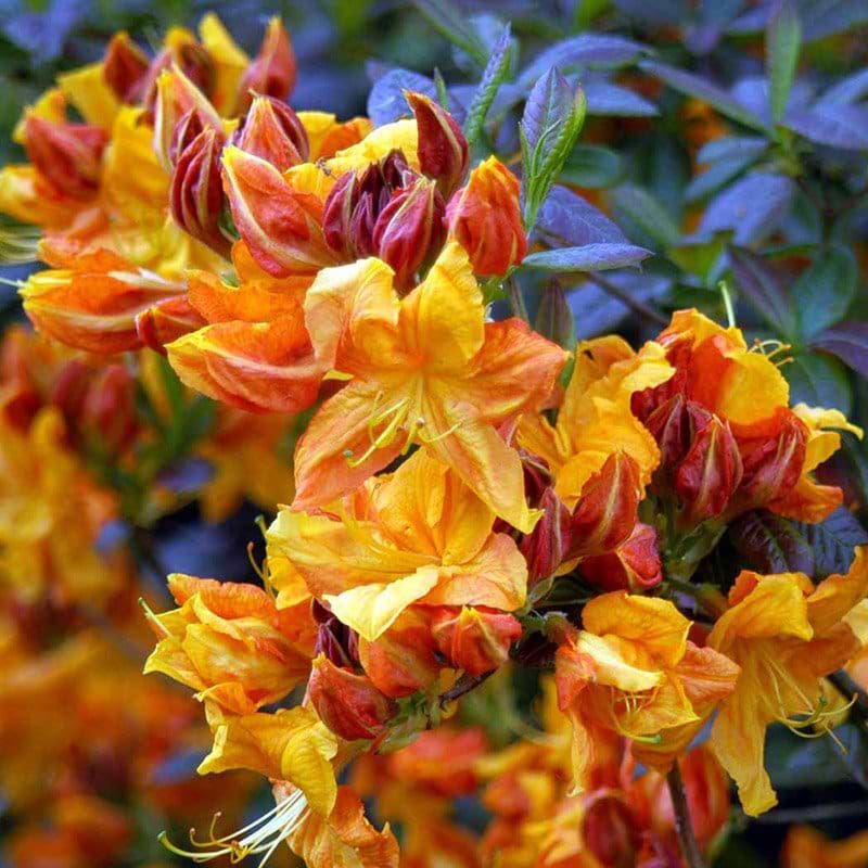 Rhododendron Klondyke blomst