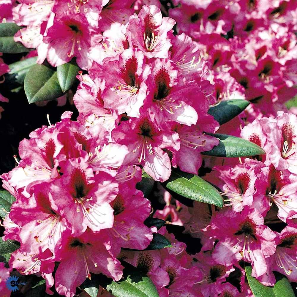 Lilla rhododendron