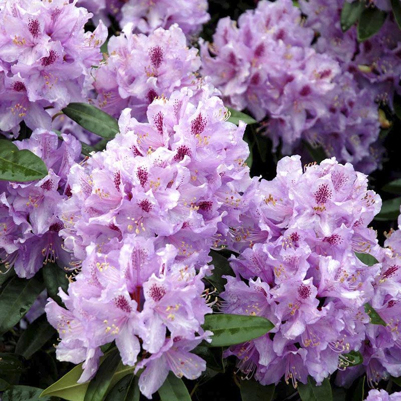 Rhododendron Lavendeltraum