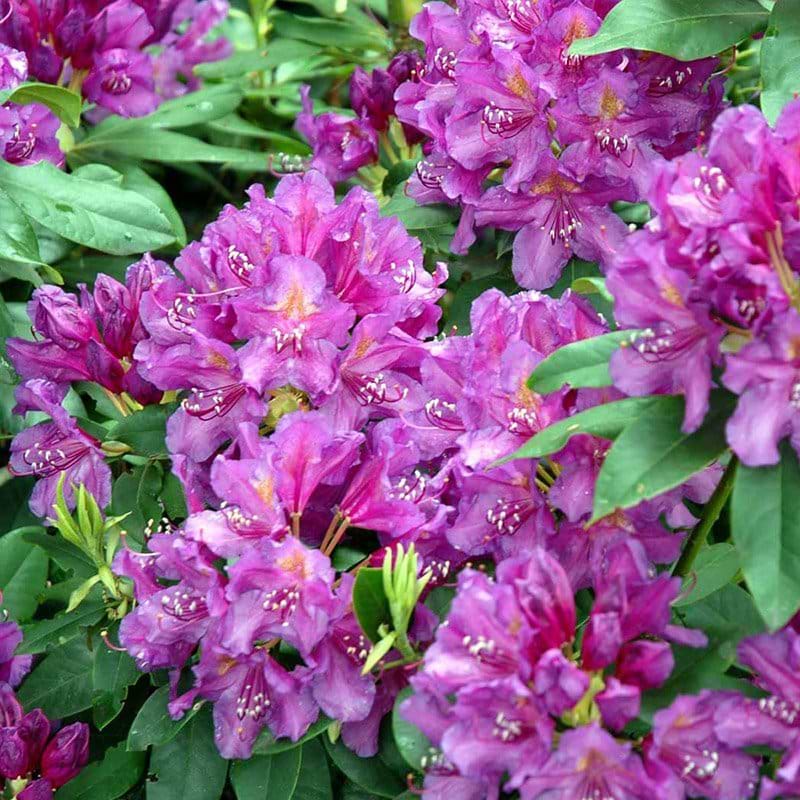 rosa rhododendron