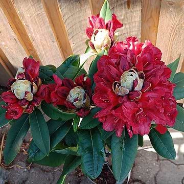 Rhododendron (Rhododendron yak. 'Biko') Opstammet 60 cm