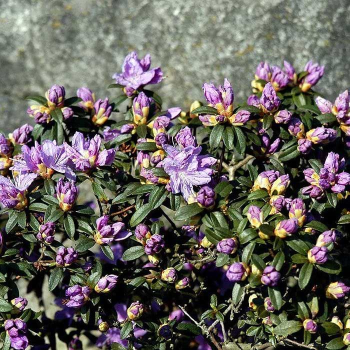 Rhododendron (Rhododendron 'Luisella') 20-25 cm
