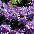 Rhododendron (Rhododendron 'Luisella') 20-25 cm