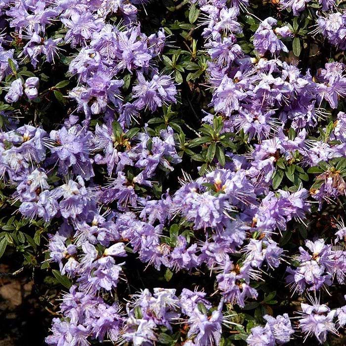thuja dosierung Thuja Dnger flssig 500ml Konzentrat